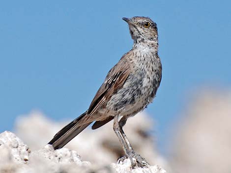 Sage Thrasher (Oreoscoptes montanus)