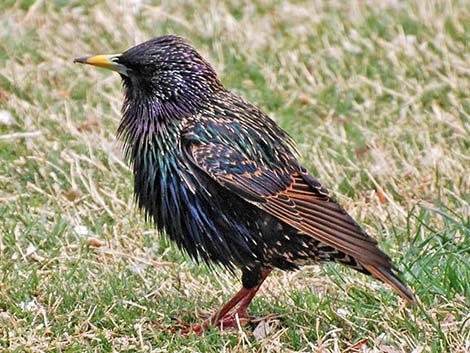 Sturnidae, Starlings