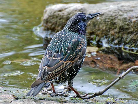 European Starling (Sturnus vulgaris)