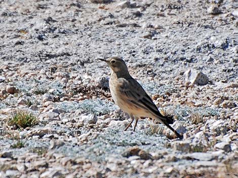 American Pipit (Anthus rubescens)