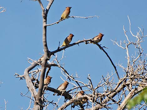 Cedar Waxwing (Bombycilla cedrorum)