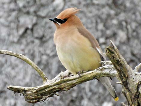 Cedar Waxwing (Bombycilla cedrorum)