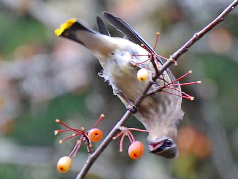 Cedar Waxwing (Bombycilla cedrorum)