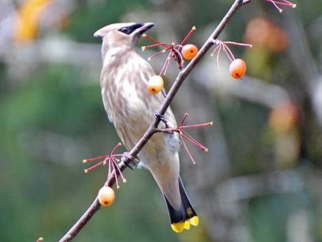 Cedar Waxwing (Bombycilla cedrorum)