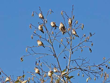 Cedar Waxwing (Bombycilla cedrorum)