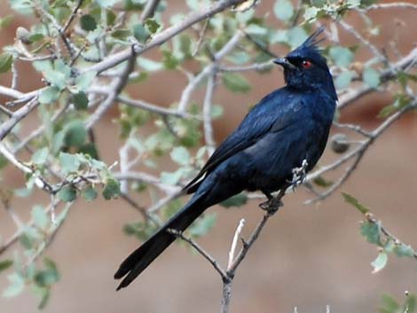 Phainopepla (Phainopepla nitens)