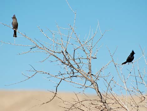 Phainopepla (Phainopepla nitens)