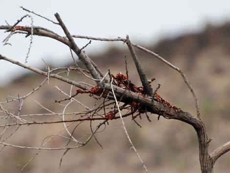 Phainopepla (Phainopepla nitens)