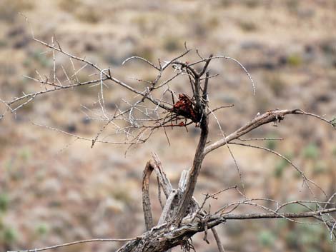 Phainopepla (Phainopepla nitens)