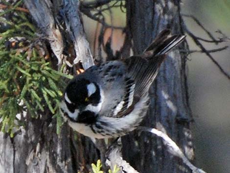 Black-throated Gray Warbler (Dendroica nigrescens)