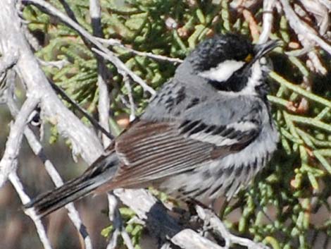 Black-throated Gray Warbler (Dendroica nigrescens)