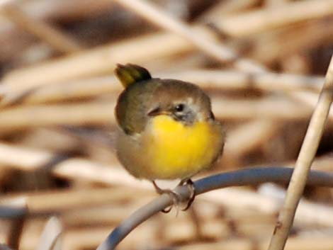 Common Yellowthroat (Geothlypis trichas)