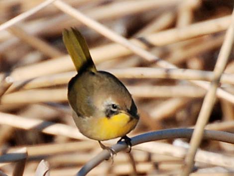 Common Yellowthroat (Geothlypis trichas)