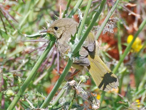 Common Yellowthroat (Geothlypis trichas)