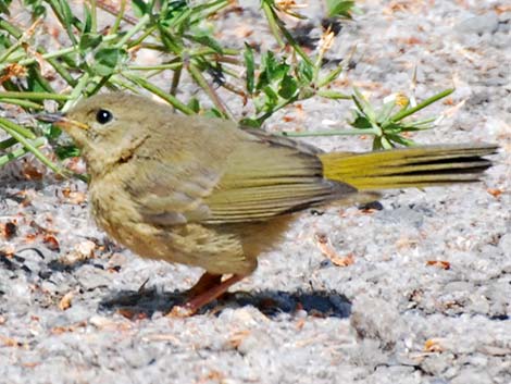 Common Yellowthroat (Geothlypis trichas)