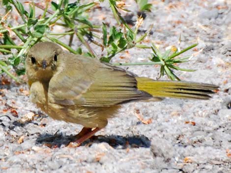 Common Yellowthroat (Geothlypis trichas)