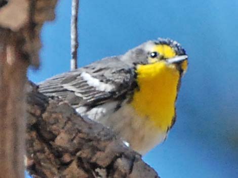 Grace's Warbler (Setophaga graciae)