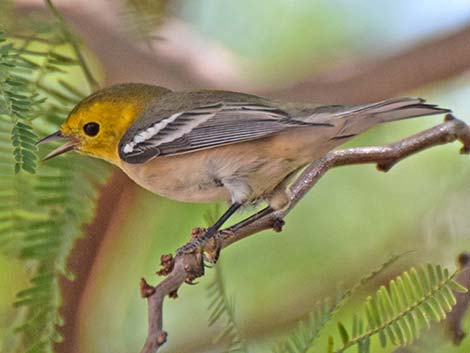 Hermit Warbler (Setophaga occidentalis)