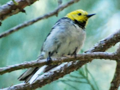 Hermit Warbler (Setophaga occidentalis)