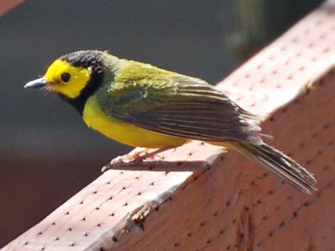 Hooded Warbler (Wilsonia citrina)