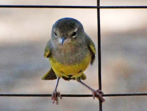 MacGillivray's Warbler (Oporornis tolmiei)