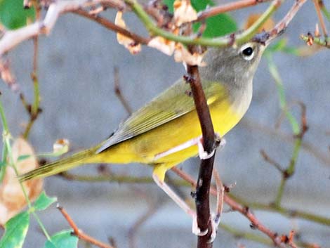 MacGillivray's Warbler (Oporornis tolmiei)