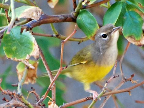 MacGillivray's Warbler (Oporornis tolmiei)