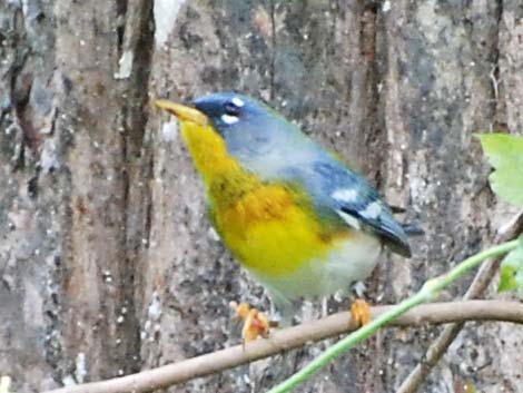 Northern Parula (Setophaga americana)