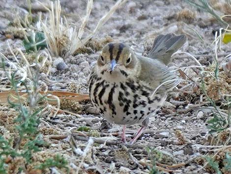 Ovenbird (Seiurus aurocapillus)