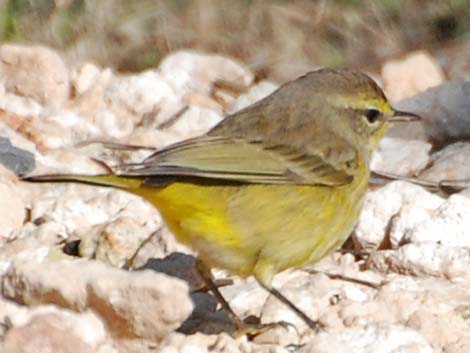 Palm Warbler (Setophaga palmarum)