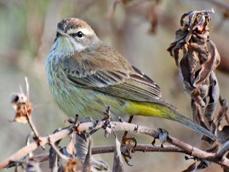 Palm Warbler (Setophaga palmarum)