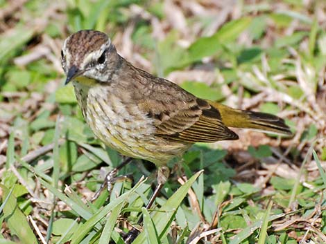 Palm Warbler (Setophaga palmarum)