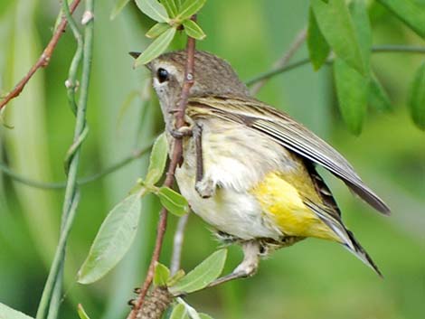 Palm Warbler (Setophaga palmarum)