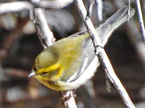 Townsend's Warbler (Dendroica townsendi)