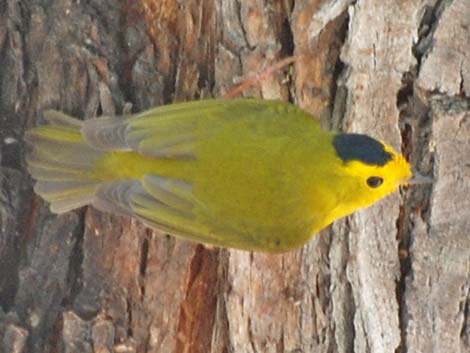 Wilson's Warbler (Wilsonia pusilla)