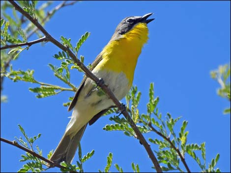 Yellow-breasted Chat (Icteria virens)