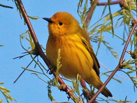 Yellow Warbler (Setophaga petechia)