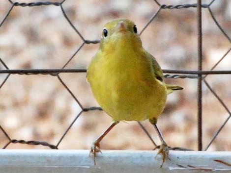 Yellow Warbler (Setophaga petechia)