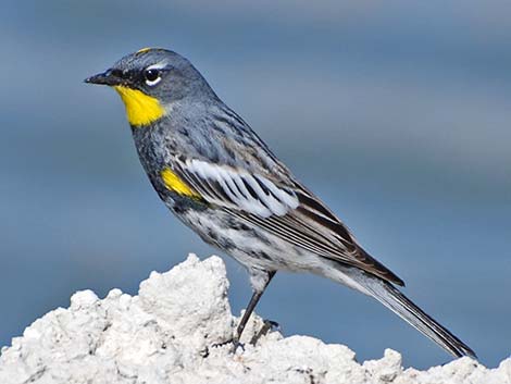 Audubon's Yellow-rumped Warbler (Dendroica coronata auduboni)