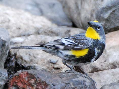 Audubon's Yellow-rumped Warbler 