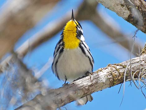 Yellow-throated Warbler (Setophaga dominica)