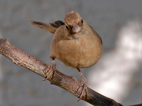 Abert's Towhee (Melozone aberti)