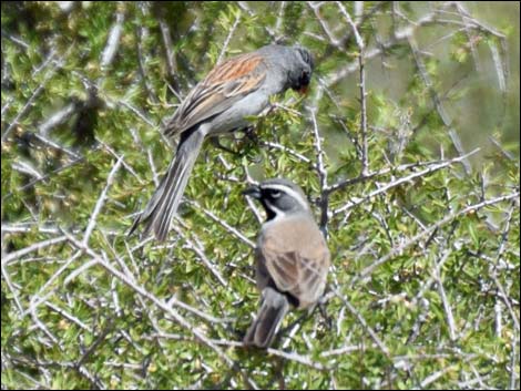 Black-chinned Sparrow (Spizella atrogularis)