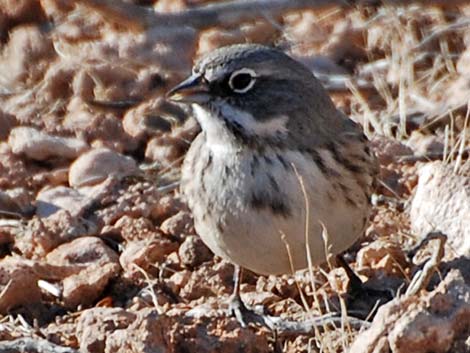 Sage Sparrow (Amphispiza belli)