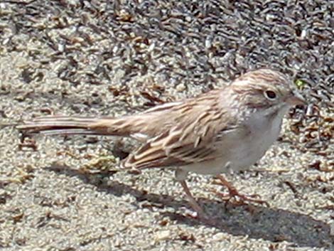 Brewer's Sparrow (Spizella breweri)