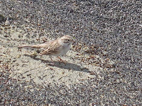 Brewer's Sparrow (Spizella breweri)