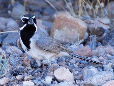 Black-throated Sparrow (Amphispiza bilineata)