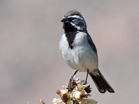 Black-throated Sparrow (Amphispiza bilineata)