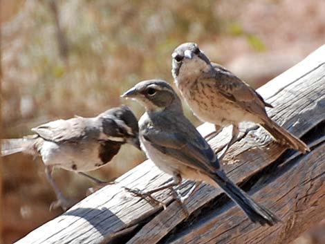 Black-throated Sparrow (Amphispiza bilineata)