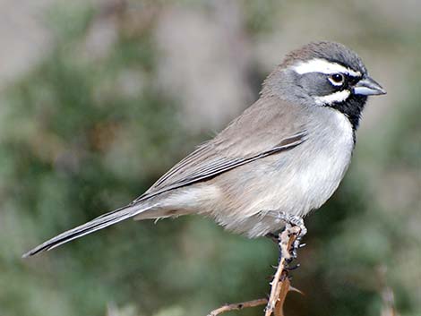 Black-throated Sparrow (Amphispiza bilineata)